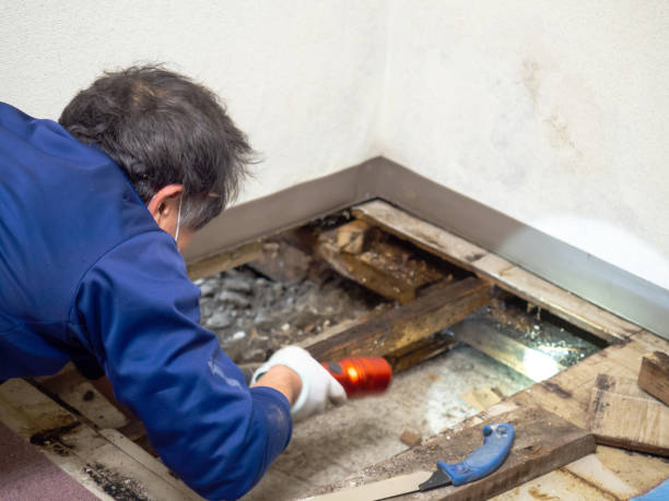 Best White Mold Remediation in Evergreen Park, IL