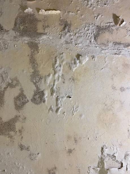 Best Insurance-Related Mold Remediation in Evergreen Park, IL