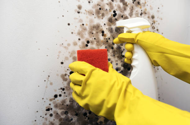 Best Industrial Mold Remediation in Evergreen Park, IL