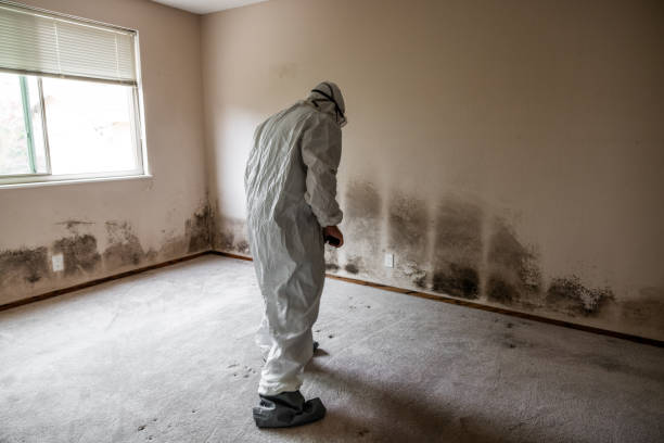 Best Residential Mold Remediation in Evergreen Park, IL